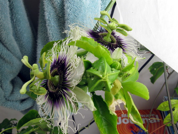 Indoor Overwintering Passionfruit Vine Flowers 2025